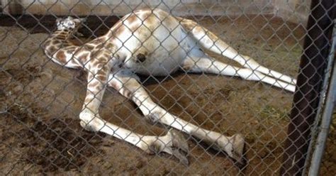 Natural Bridge Zoo accused of animal abuse