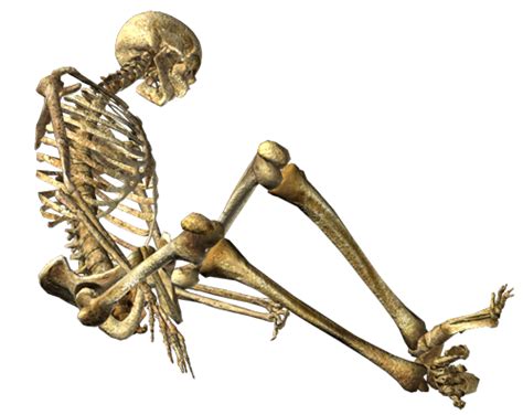 Skeleton Png Transparent Image Download Size 500x397px