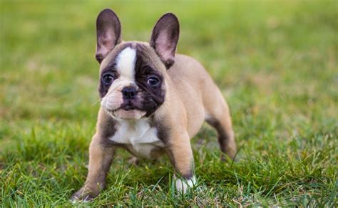 Descubre 10 Razas De Perros Franceses Hola Mascotas