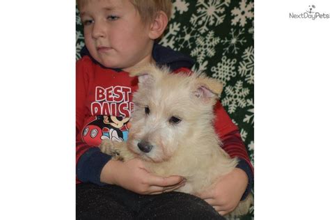 With souls full of humble gratitude and hearts exploding with joy, we here at boston buddies wish each of you a very blessed holiday season full of health. Cody: Scottish Terrier puppy for sale near Los Angeles, California | 4976a9dc-3681 | Scottish ...