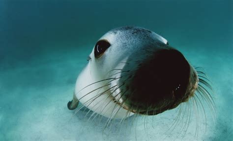 The Animal Zone School Of Deep Sea Diving Breathtaking Underwater