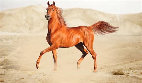 9 Alluring Arabian Horse Facts You May Not Know Helpful Horse Hints