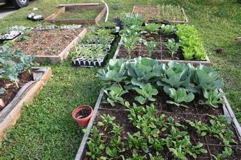 Homestead Life How To Build A Square Foot Garden