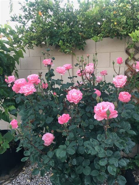 A Guide To Growing Roses In The Desert Gardening In The Desert