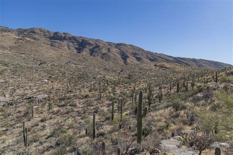 220203 Saguaro National Park Tucson Arizona Rzc9069 Grasping For