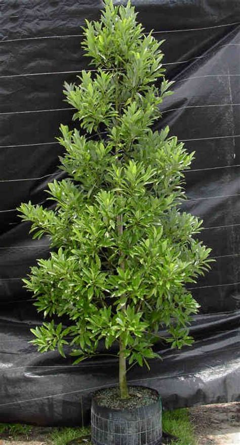 Best 25 Small Trees Ideas Only On Pinterest Evergreen