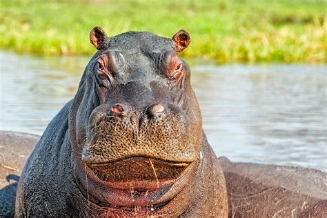 Hippopotamus Portrait Wildlife Photography Wall Art Prints