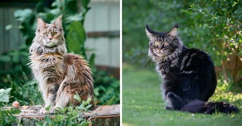 Weight Range For Adult Maine Coons Mainecoon Org