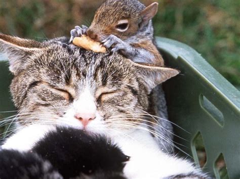28 Most Unlikely Animal Friendships Thethings