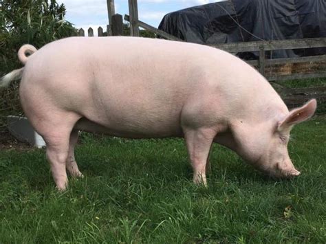 Large White Pigs For Sale In Turriff Aberdeenshire Preloved