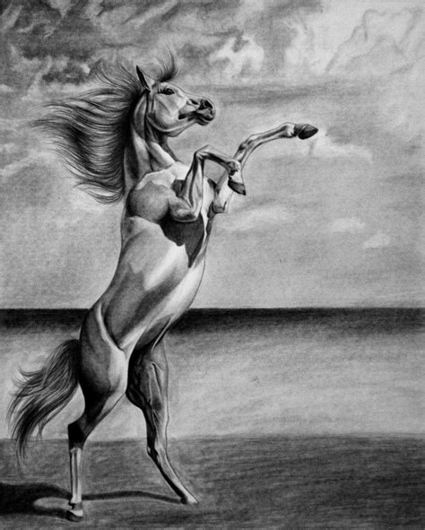 Wild Horse By Snammie On Deviantart