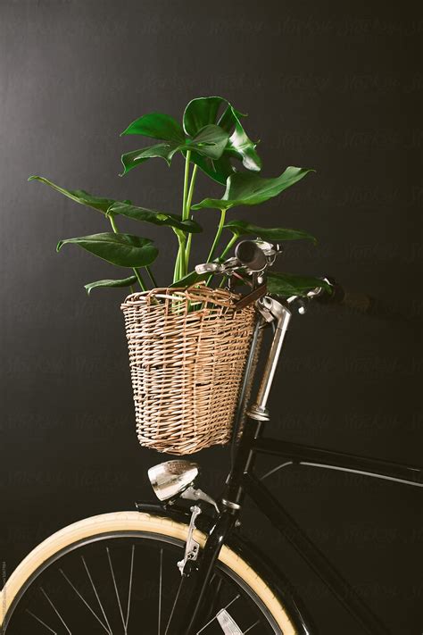 Closeup Of A Bicycle Holding A Plant In A Basket On Black Wall By