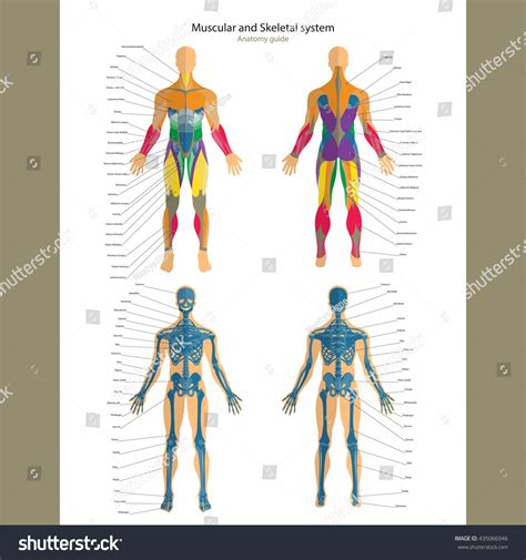 Labelled Muscular System Front And Back Human Muscles Labeled Front