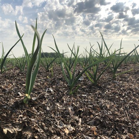 The Many Stages Of Garlic Shared Legacy Farms