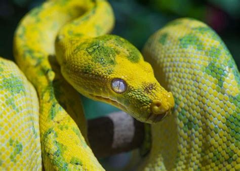 Green Tree Python Care Handling And Temperament Az Reptiles