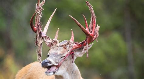 Deer Grow Thier Antlers Every Year Under A Layer Of Velvet Then Shed