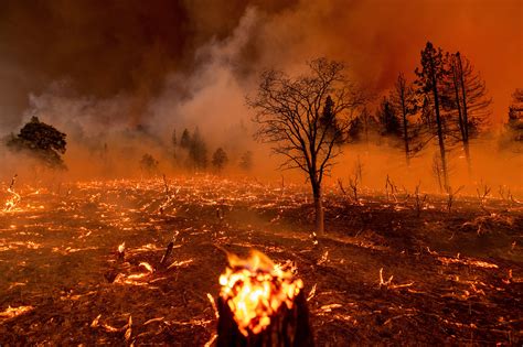 Are Wildfires Good For Forests Howtogetalaid