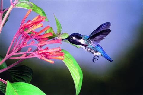 Meet Suny 2015 Cuba Travel And Tours Bee Hummingbird Hummingbird