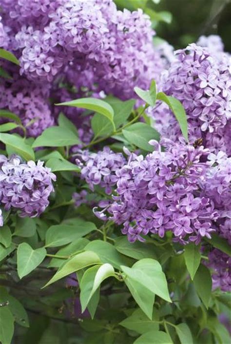 Lilacs How To Plant And Grow Daylilies In Australia Lilac Plant