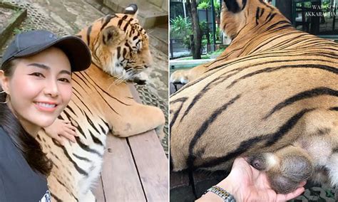 Tourist Grabs A Tigers Testicles As She Poses For A Photo At Thai Zoo