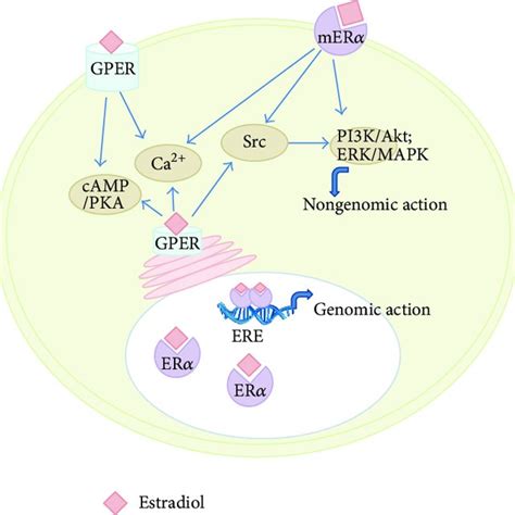 Schematic Overview Of Estradiol Mediated Genomic Signaling Pathway Via
