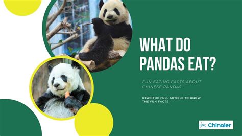 What Do Pandas Eat Fun Eating Facts About Chinese Pandas