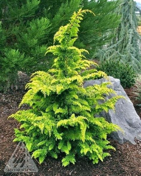 Small Evergreen Shrubs For Landscaping False Cypress Gold Dwarf How To