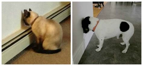If your pet is doing this, you should. If Your Pet Does This, Take Them to the Vet ASAP | TipHero