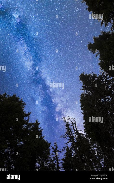 Blue Milky Way Falling Stars Pine Trees Silhouette Stock Photo Alamy