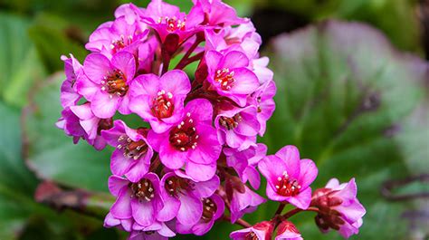 Fall blooming perennials zone 6. Spring-Blooming Perennials to Plant in Fall | PRO-MIX ...