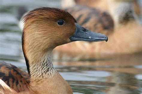 Fulvous Whistling Duck British Waterfowl Association