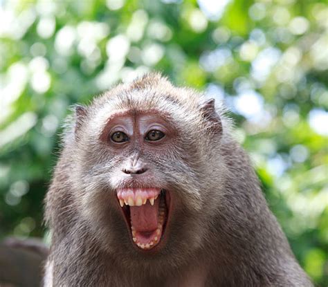 Angry Monkey Stock Photos Pictures And Royalty Free Images Istock