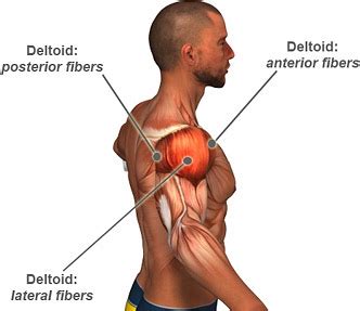 Anatomists name the skeletal muscles according to a number of criteria, each of which describes the muscle in some way. The Best Exercises To Build Big Shoulders