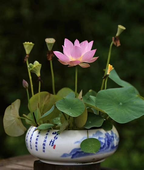 Shui Yunxiu Lotus Soft Pink Micro Lotus Winner Excellent