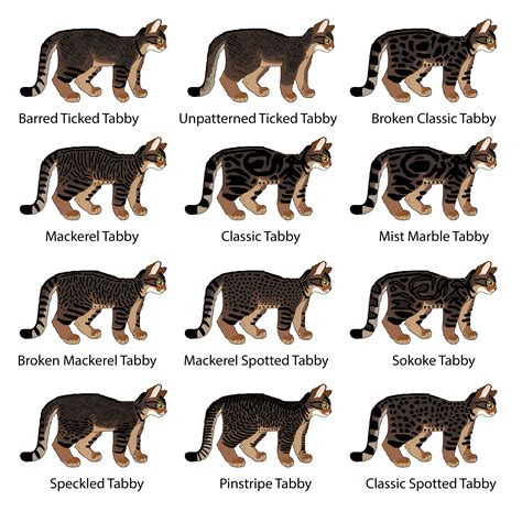 Cat Genetics Guide Tabby Patterns — Weasyl