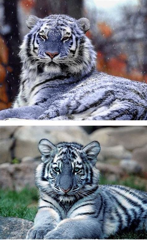 This Is A Maltese Tiger Its A Friken Blue Tiger Its So Pretty And