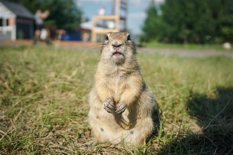 Funny Gopher In The Park Stock Image Image Of Outdoors 232422225