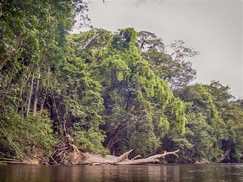 Cruise along sungai tahan to relish the riverside flora and fauna and dip into the refreshing. Taman Negara, Pahang | Taman Negara (National Park) is the ...