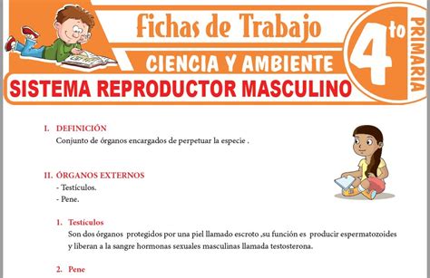 Anatomia Del Aparato Reproductor Masculino Abc Fichas Kulturaupice