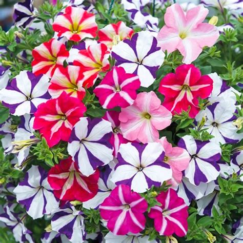 50 Trailing Petunia Double Mix Seeds Welldales