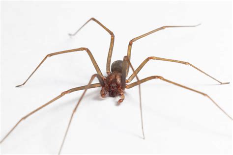 Brown Recluse Spider Habitat Venom Level Appearance And More A Z