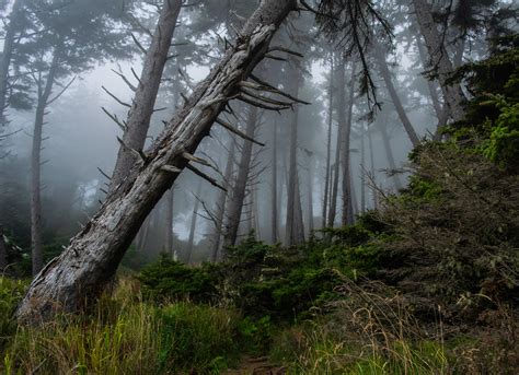 A Foggy Forest Hike In Ecola State Park Oregon Oc 5495x3985 R