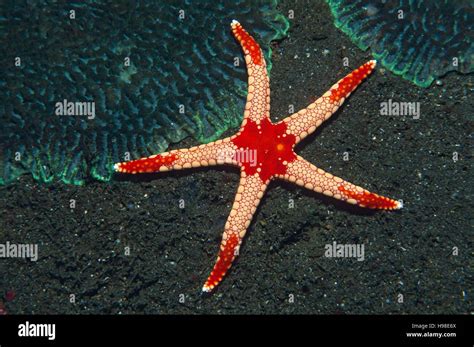 Red Tile Starfish Fromia Monilis Tulamben Bali Indonesia Stock
