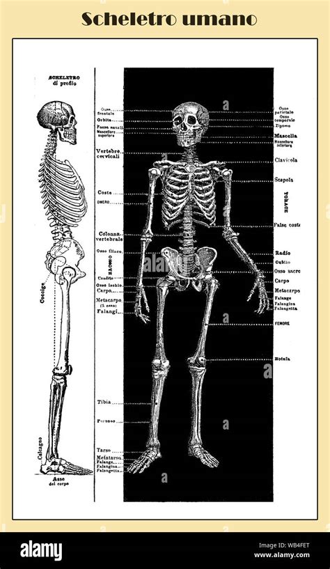 Human Anatomical Structure Hi Res Stock Photography And Images Alamy