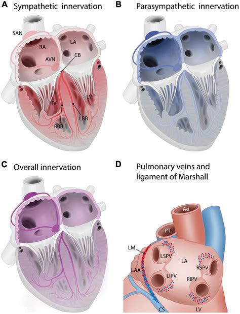 Frontiers Asymmetry And Heterogeneity Part And Parcel In Cardiac