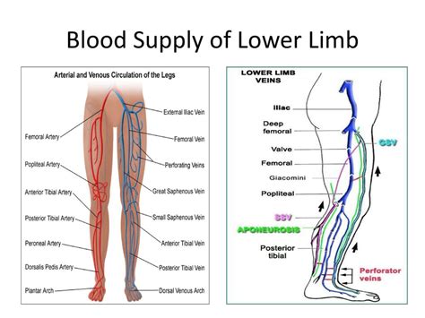 Blood Vessels Of Lower Limb Superior And Inferior Gluteal Artery