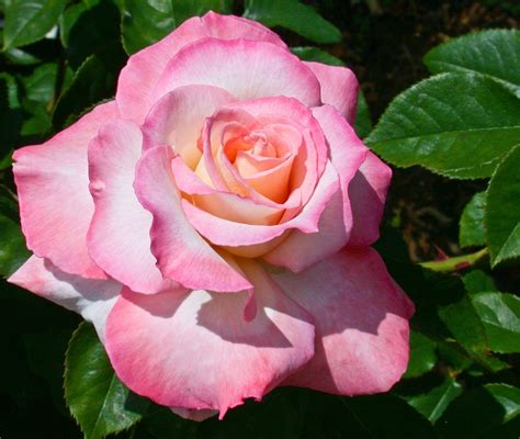 Top 10 Best Fragrant Roses In The World Secret Fragrant Roses Hybrid