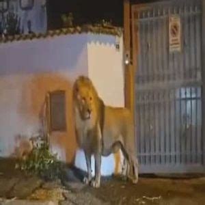Leão foge de circo e lança o pânico nas ruas na Itália Vagando na Net