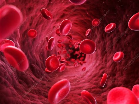 Human Red Blood Cells Artwork Stock Image F0101628 Science