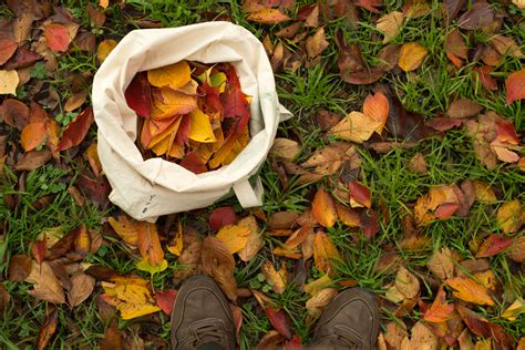 The Art of Collecting Leaves - Patrick M. Lydon